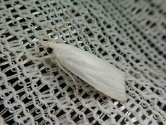 Calamotropha paludella