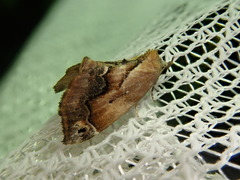 Lophomilia polybapta