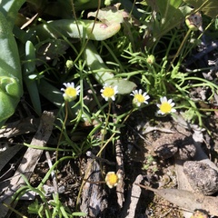 Brachyscome lineariloba