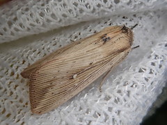 Mythimna sicula striata