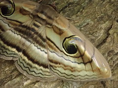 Spirama retorta