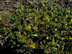 Leobordea platycarpa