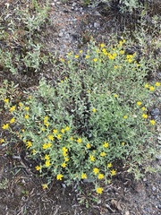 Heterotheca depressa