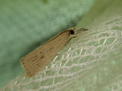 Chilo luteellus