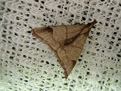 Cataprosopus monstrosus