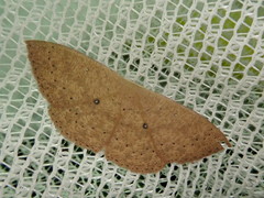 Perixera absconditaria