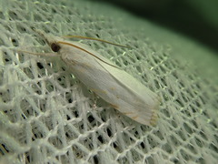 Calamotropha paludella