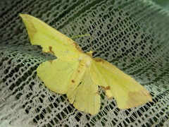 Corymica pryeri