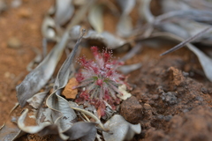 Drosera neocaledonica