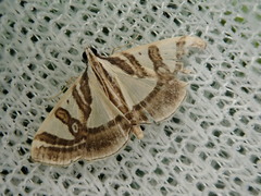 Glyphodes pryeri