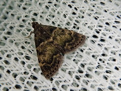 Lepidogma melanobasis