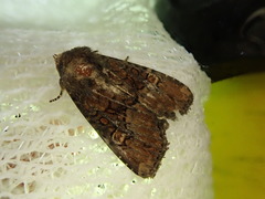 Anapamea cuneatoides