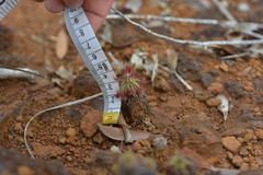 Drosera neocaledonica