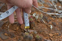 Drosera neocaledonica