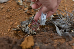 Drosera neocaledonica