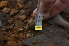 Drosera neocaledonica