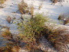 Jacksonia thesioides