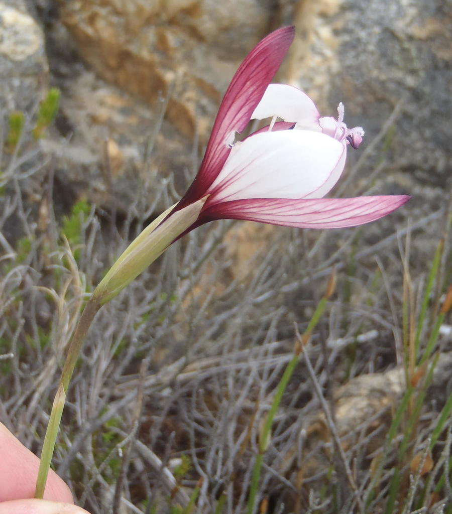 Geissorhiza fourcadei, Waboomsberg