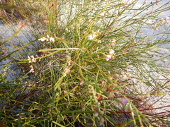Jacksonia thesioides