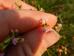 Jacksonia thesioides