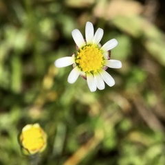 Brachyscome lineariloba