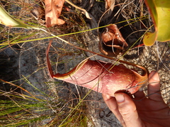 Nepenthes rowanae