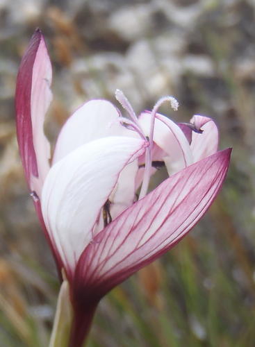 Geissorhiza fourcadei