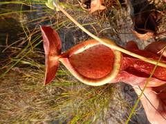 Nepenthes rowanae