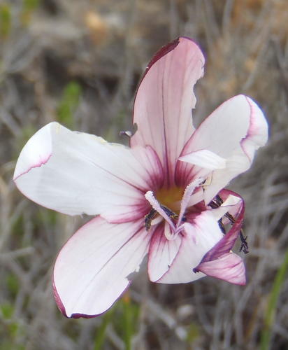 Geissorhiza fourcadei