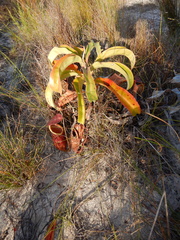 Nepenthes rowanae
