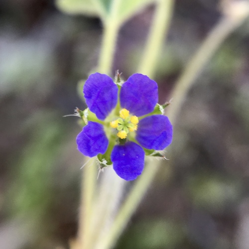 Erodium crinitum iNat (1)