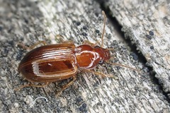 Bradycellus verbasci