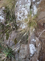 Rytidosperma corinum