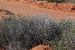 Cladoraphis cyperoides