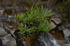 Blechnum obtusatum