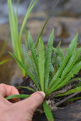Blechnum obtusatum