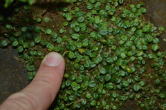 Porpax karikouyensis