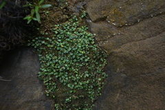 Porpax karikouyensis