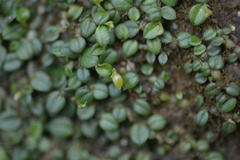 Porpax karikouyensis