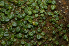 Porpax karikouyensis