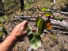 Corymbia henryi
