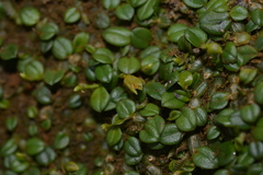 Porpax karikouyensis