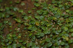 Porpax karikouyensis