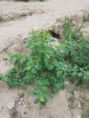 Amaranthus retroflexus