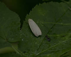 Eilema griseola