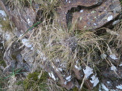 Rytidosperma corinum