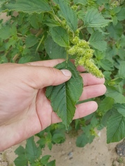 Amaranthus retroflexus