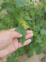 Amaranthus retroflexus