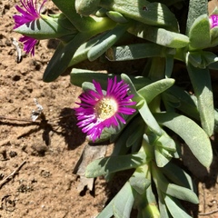 Carpobrotus modestus