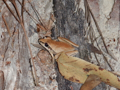 Litoria nigrofrenata